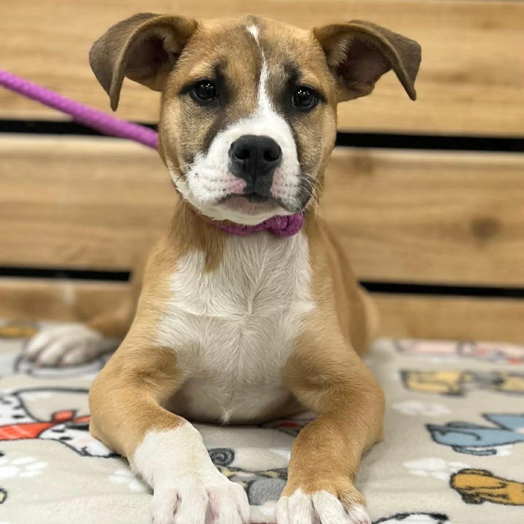 Levi, Adoptable, Puppy Male Boxer.