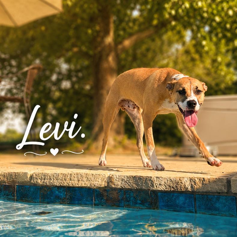 Enlarge Levi, a Adoptable Terrier in Mount Pleasant, TX image 3/6