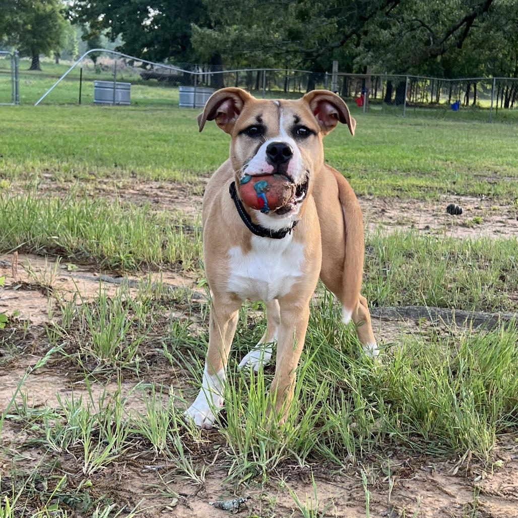 Enlarge Levi, a Adoptable Terrier in Mount Pleasant, TX image 2/4