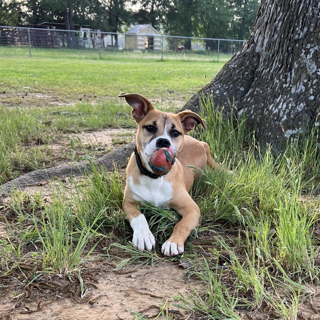 Enlarge Levi, a Adoptable Terrier in Mount Pleasant, TX image 3/4