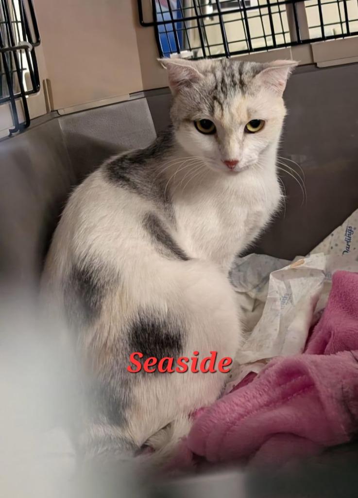 Seaside, Adoptable, Young Female Domestic Short Hair.
