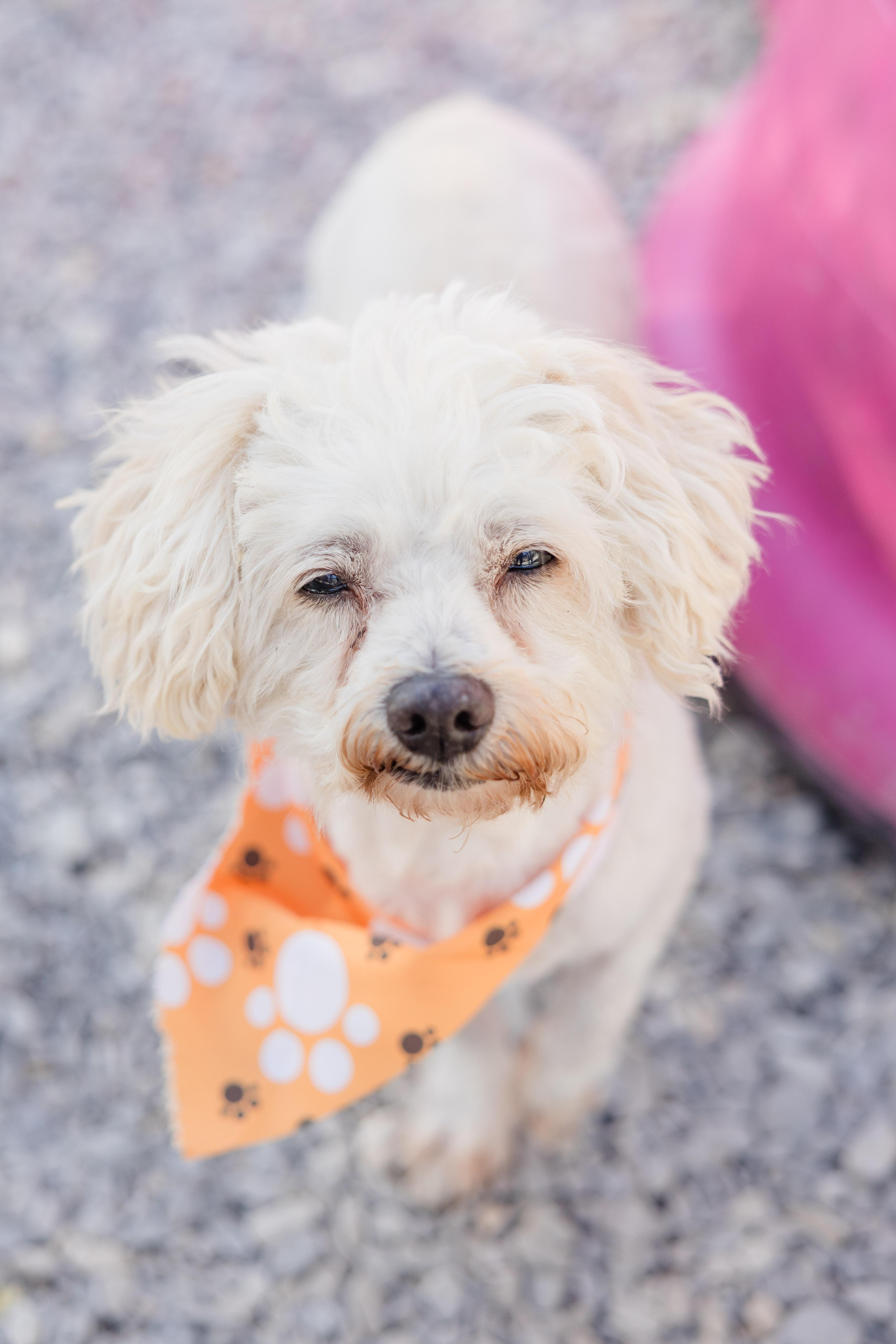 Tucker, a ADOPTABLE mixed breed in Newburgh, IN image 1/2