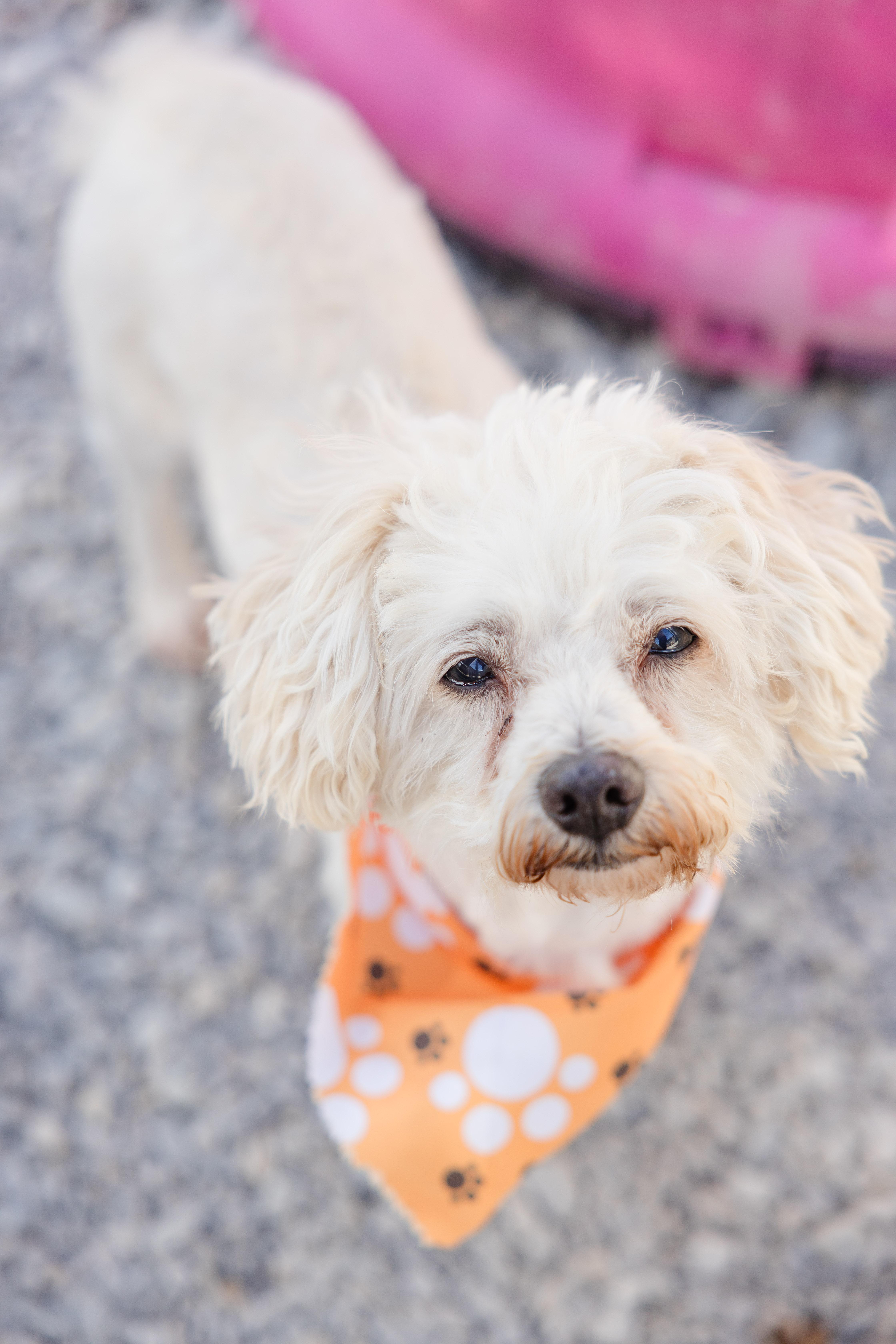 Tucker, a ADOPTABLE mixed breed in Newburgh, IN image 2/2