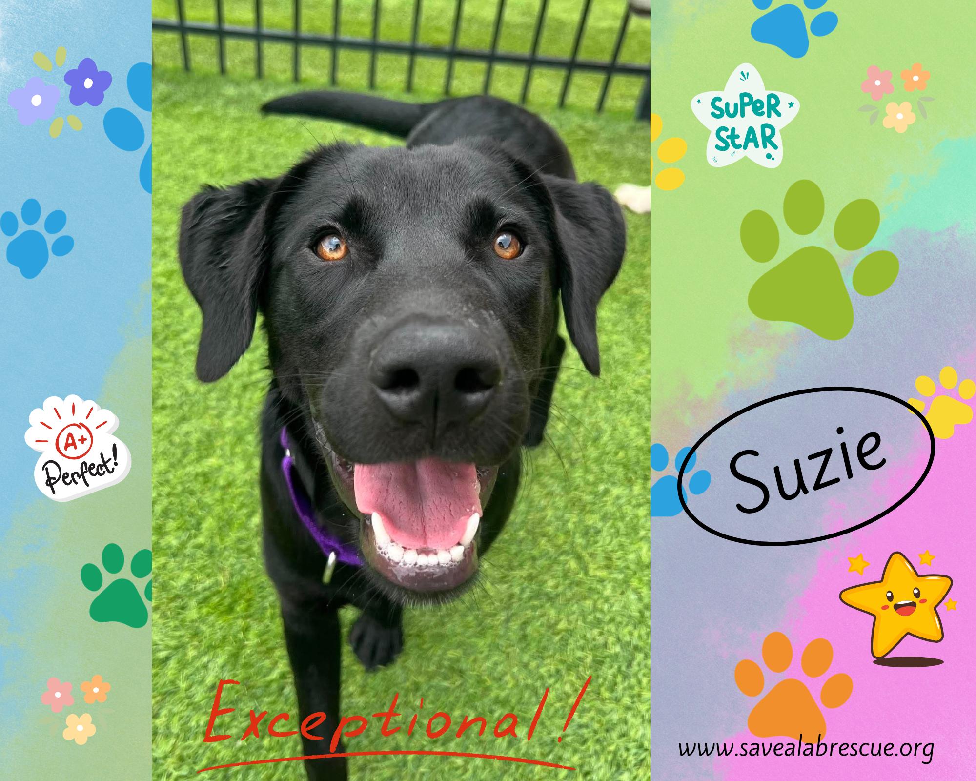 Suzie, ADOPTABLE, Young Female Labrador Retriever & Black Labrador Retriever.