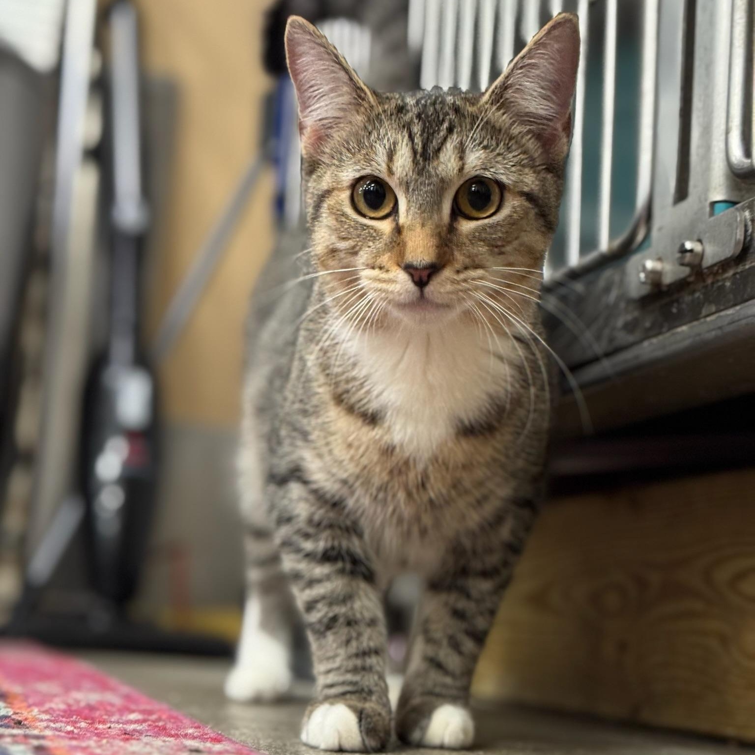 Enlarge Mihir, a Adoptable Domestic Short Hair in Clearwater, FL image 1/3