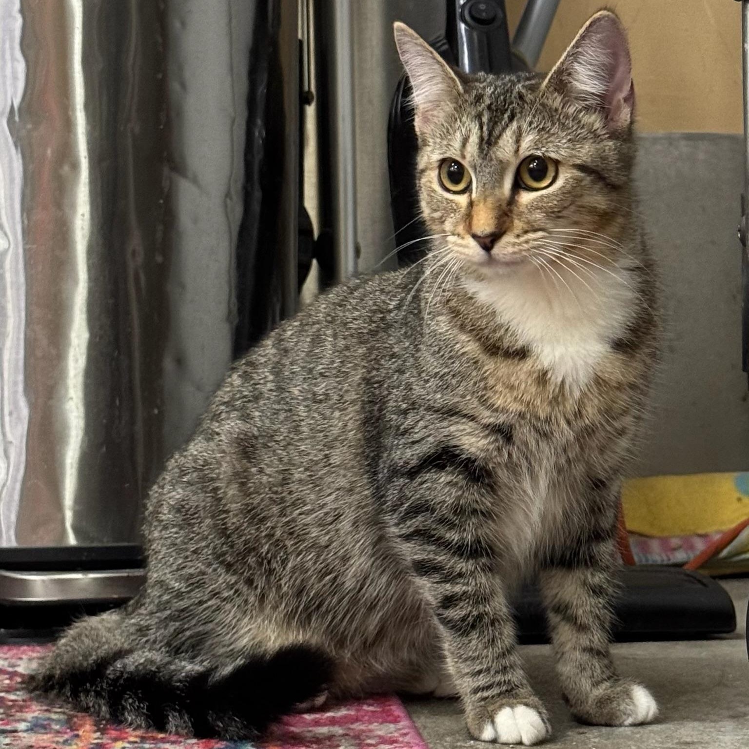 Enlarge Mihir, a Adoptable Domestic Short Hair in Clearwater, FL image 2/3