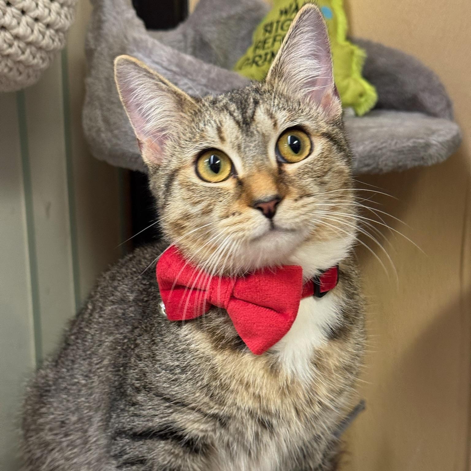 Mihir, Adoptable, Kitten Female Domestic Short Hair.