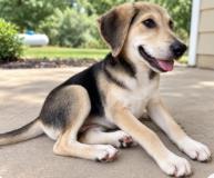 Lyndy, Adoptable, Puppy Female Hound & Mixed Breed.