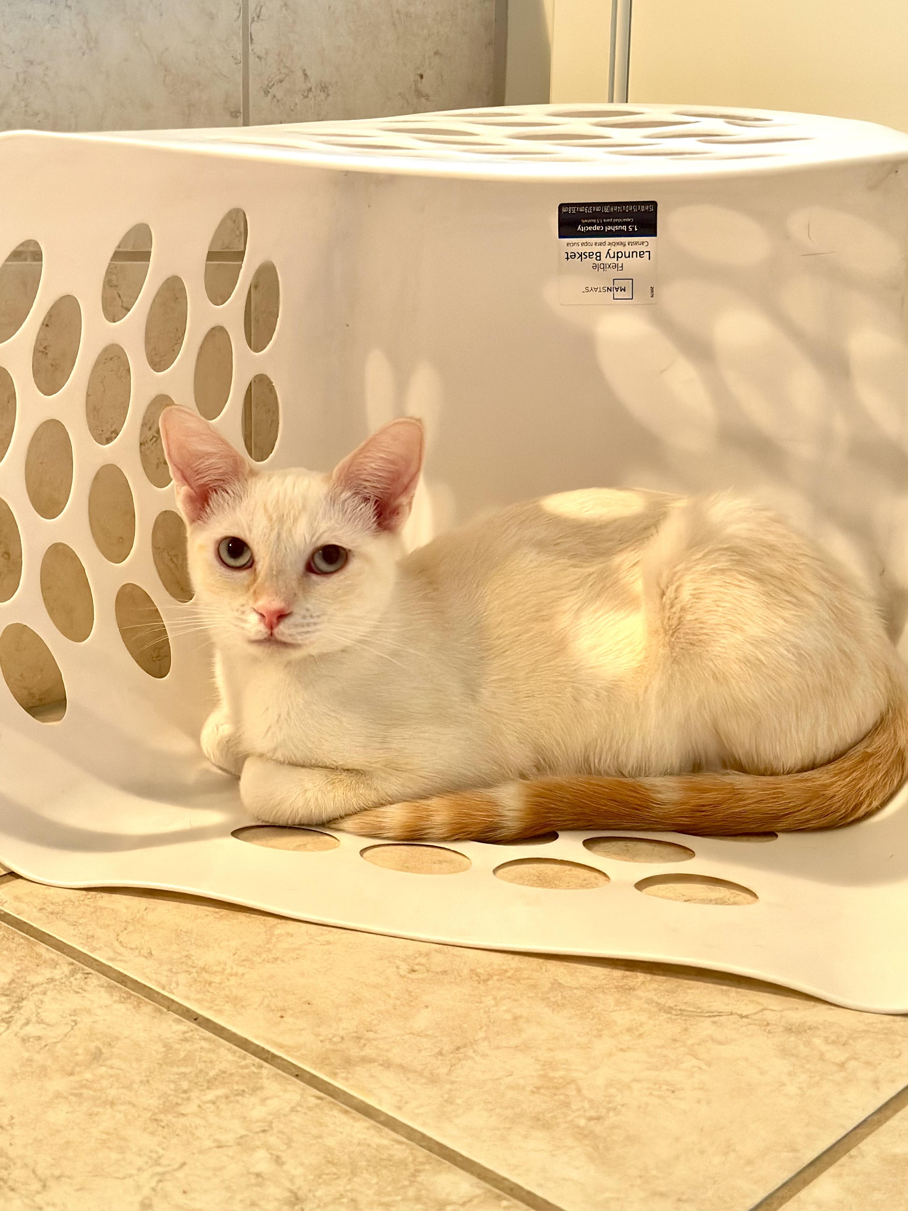 Ace, a Adoptable mixed breed in Woodinville, WA image 1/5