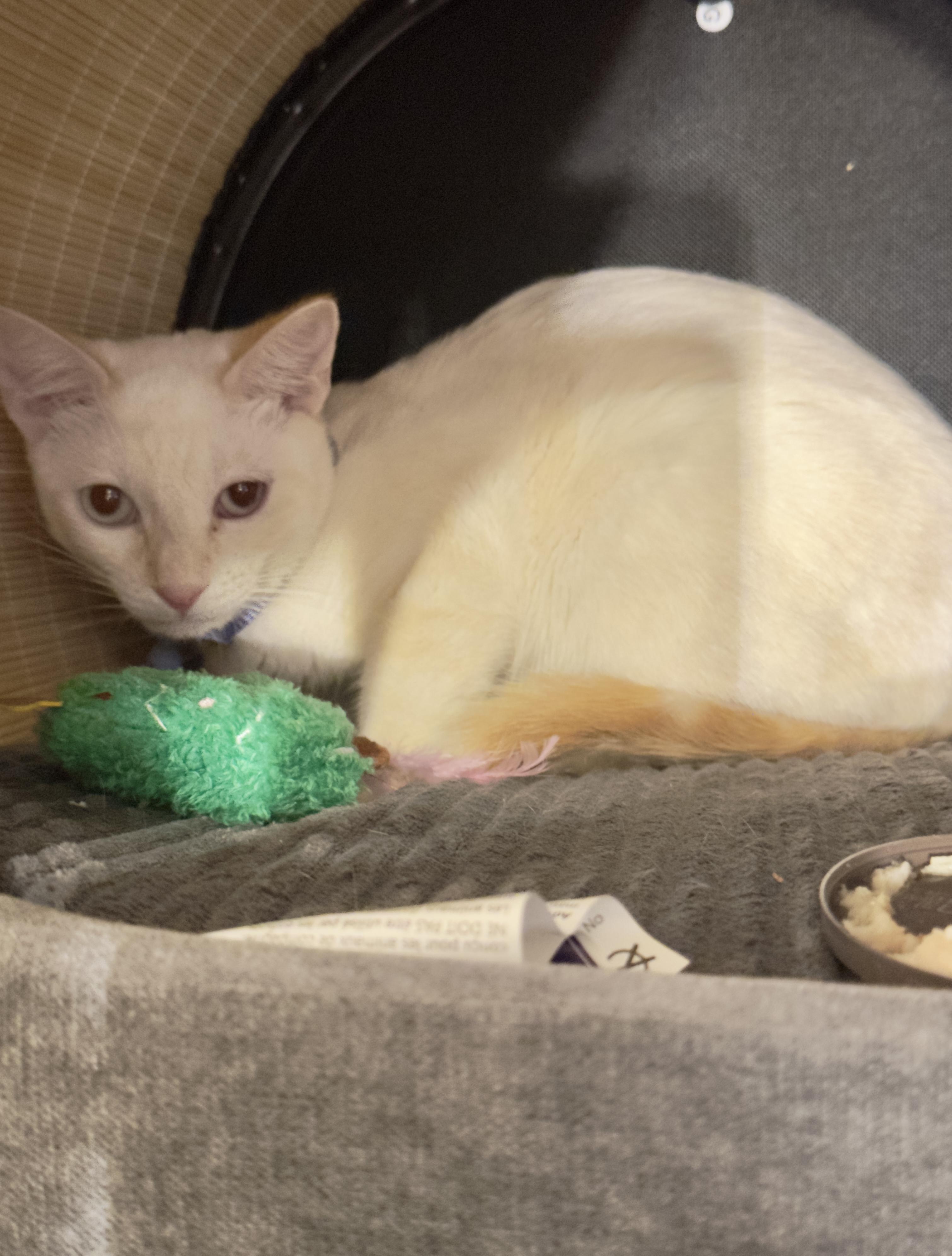 Ace, a Adoptable mixed breed in Woodinville, WA image 5/5