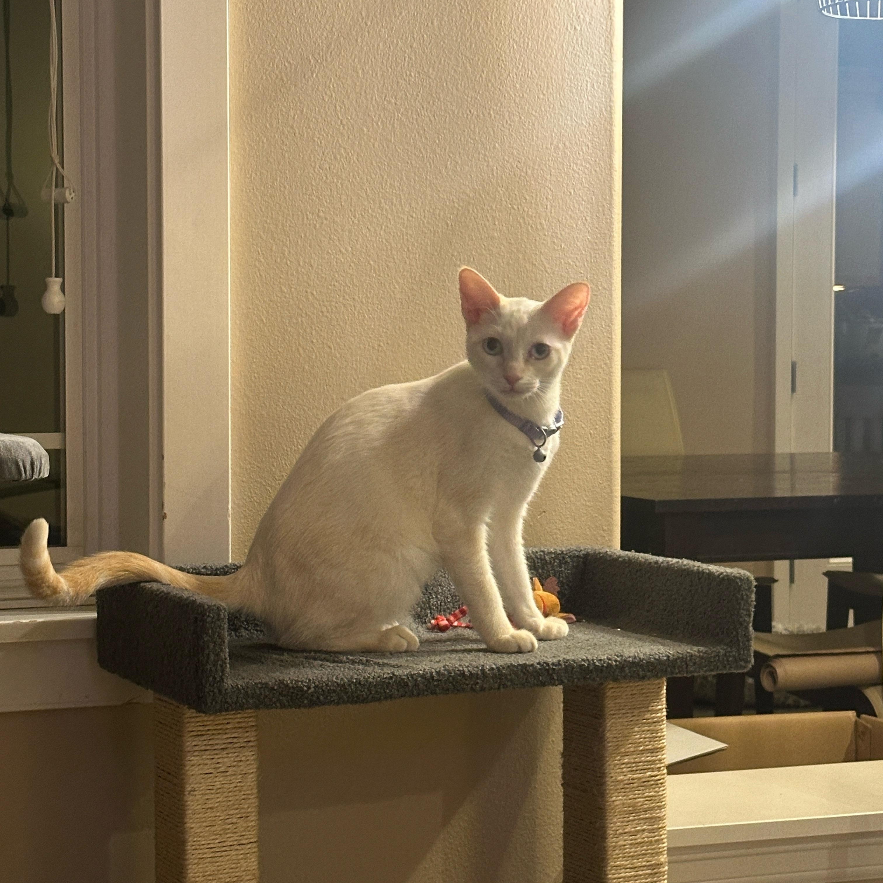 Ace, Adoptable, Kitten Female Siamese.