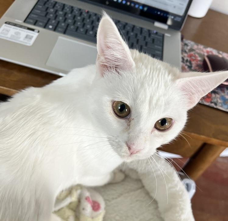 Ace, Adoptable, Kitten Female Siamese.