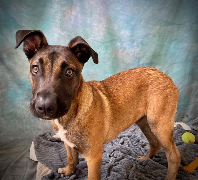DONNER, Adoptable, Puppy Male Belgian Shepherd / Malinois & Pit Bull Terrier.