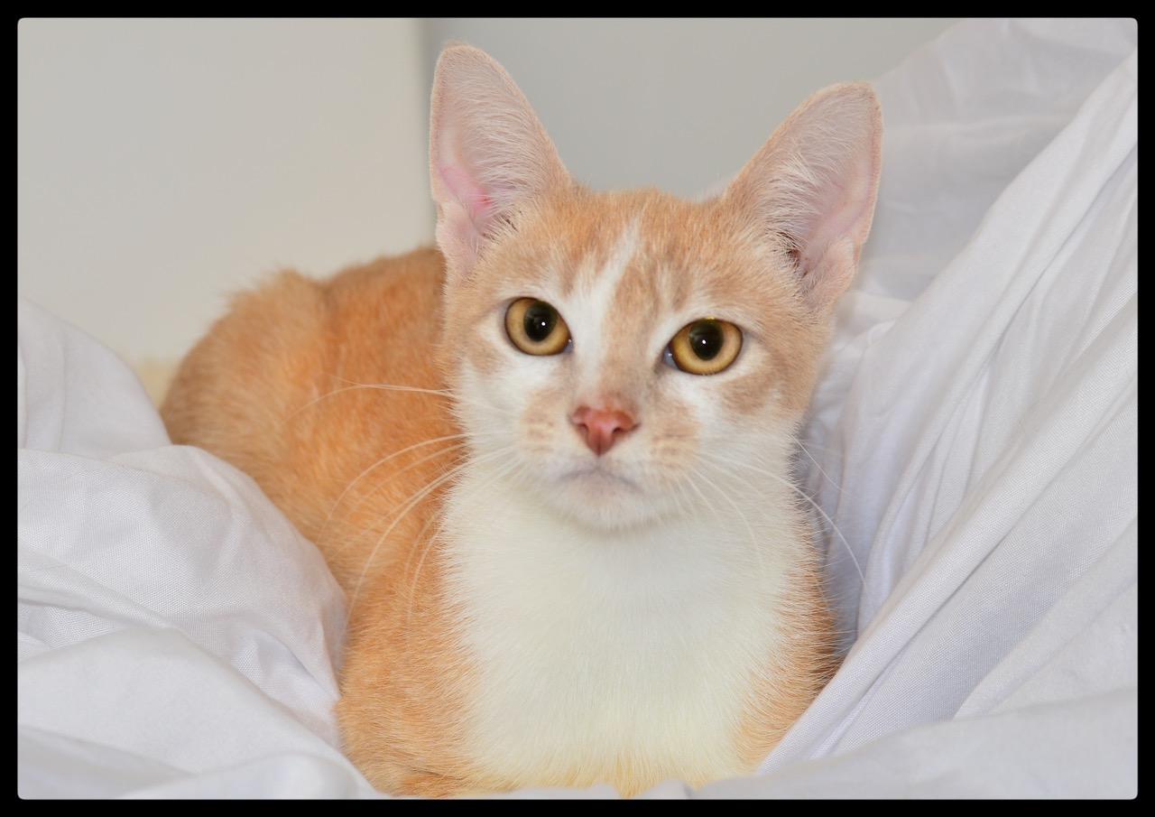 Summer A061271, Adopted, Young Female Domestic Short Hair.
