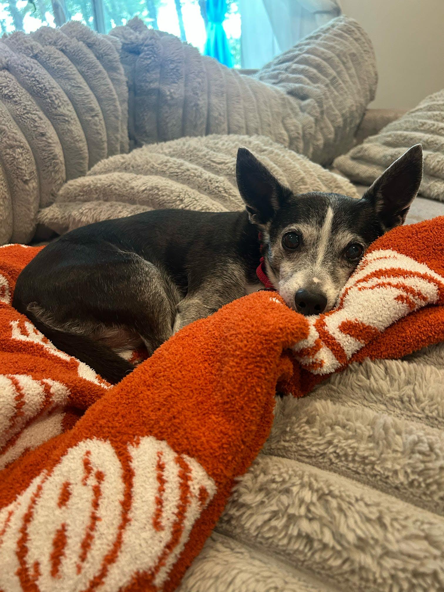 Lulu, Adoptable, Senior Female Chihuahua.