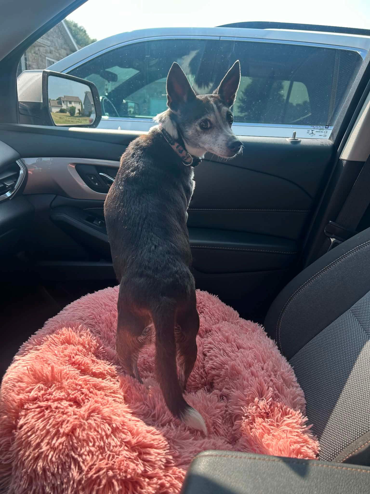 Enlarge Lulu, a Adoptable mixed breed in De Pere, WI image 4/5