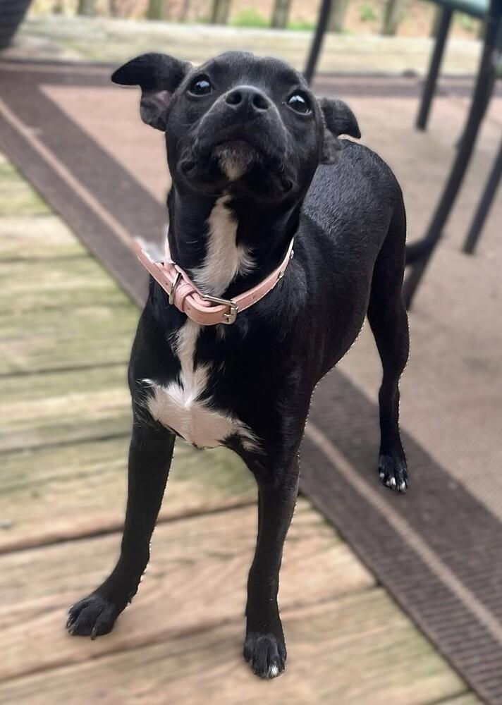 Princess, Adoptable, Young Female Chihuahua & Terrier.