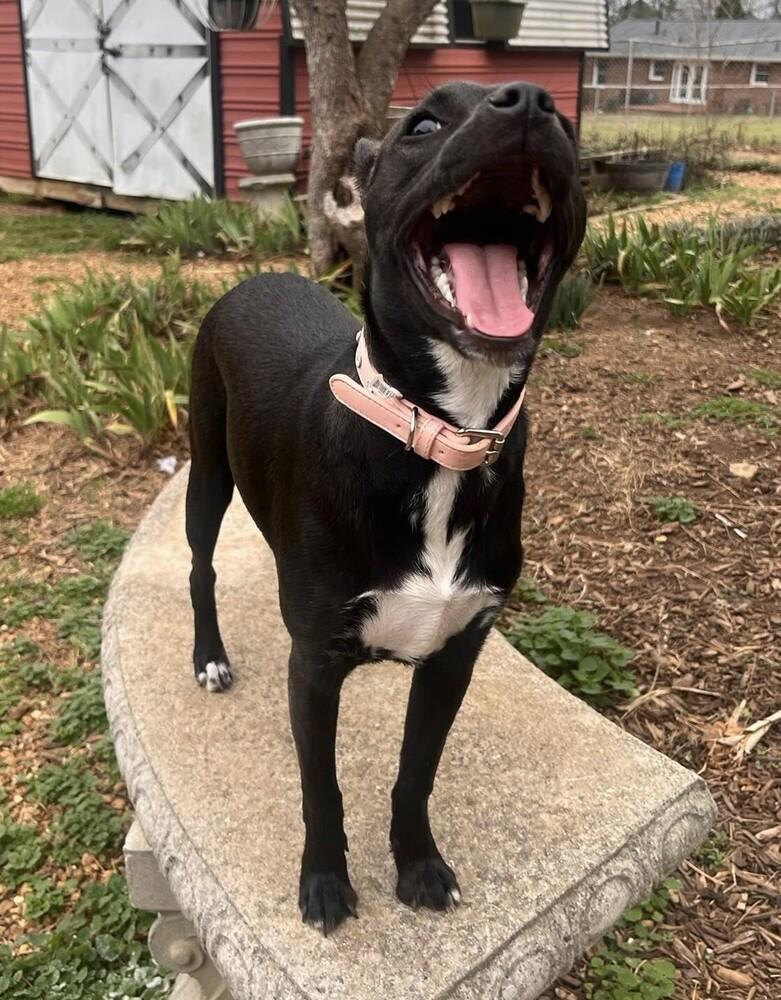 Enlarge Princess, a Adoptable mixed breed in Acworth, GA image 2/4