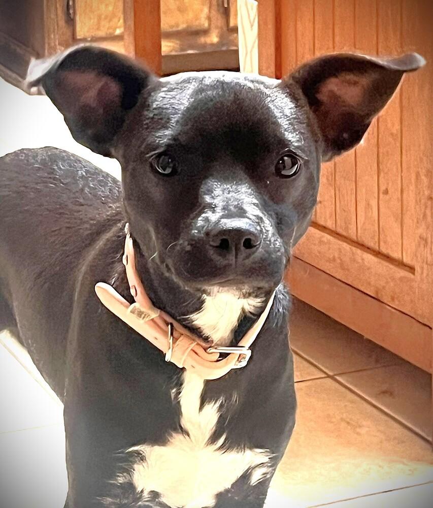 Enlarge Princess, a Adoptable mixed breed in Acworth, GA image 3/4