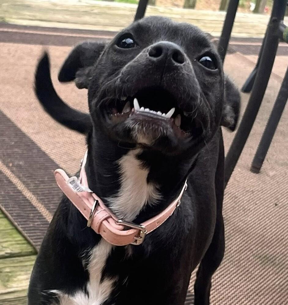 Enlarge Princess, a Adoptable mixed breed in Acworth, GA image 4/4