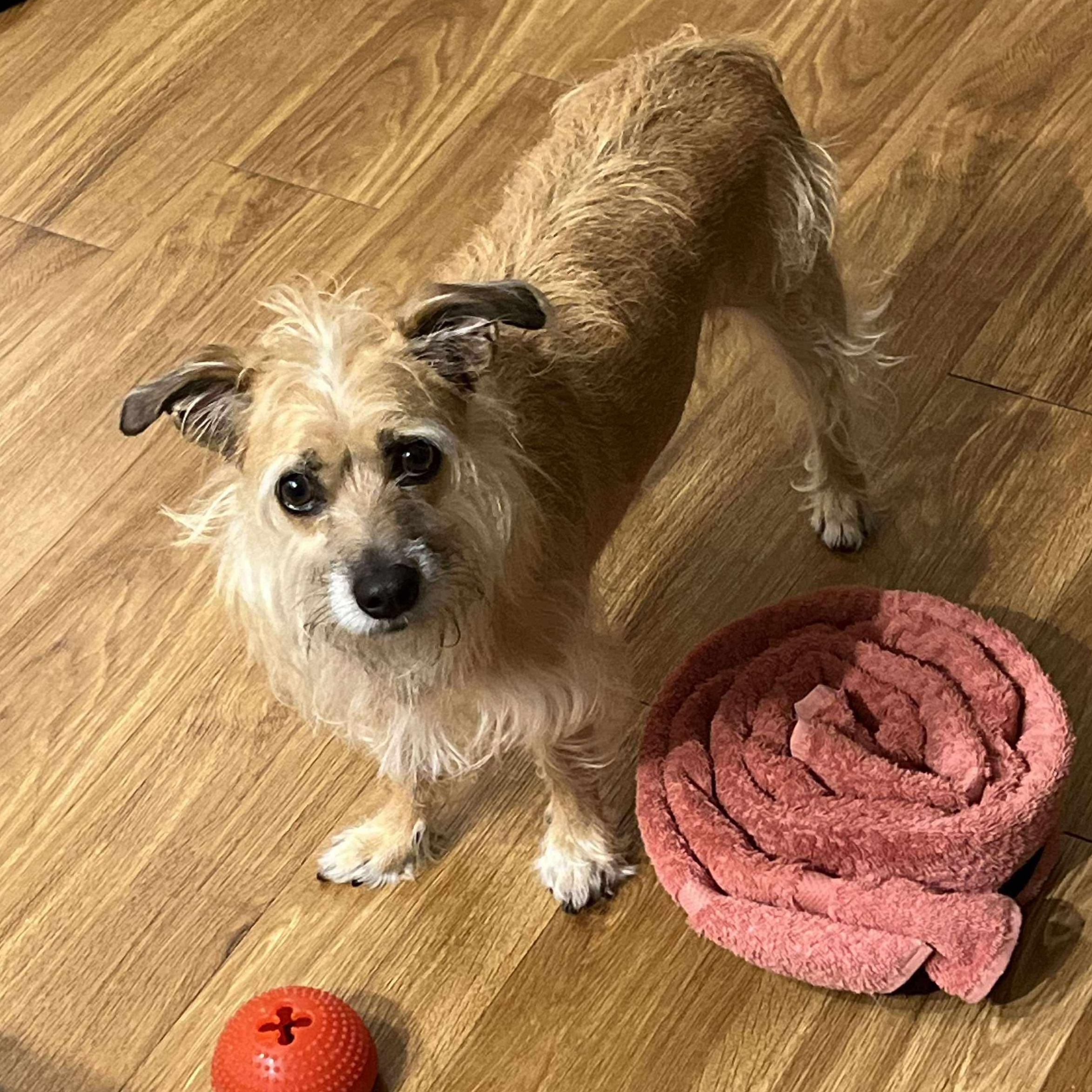 Harley, an adoptable Terrier in Raleigh, NC, 27609 | Photo Image 3