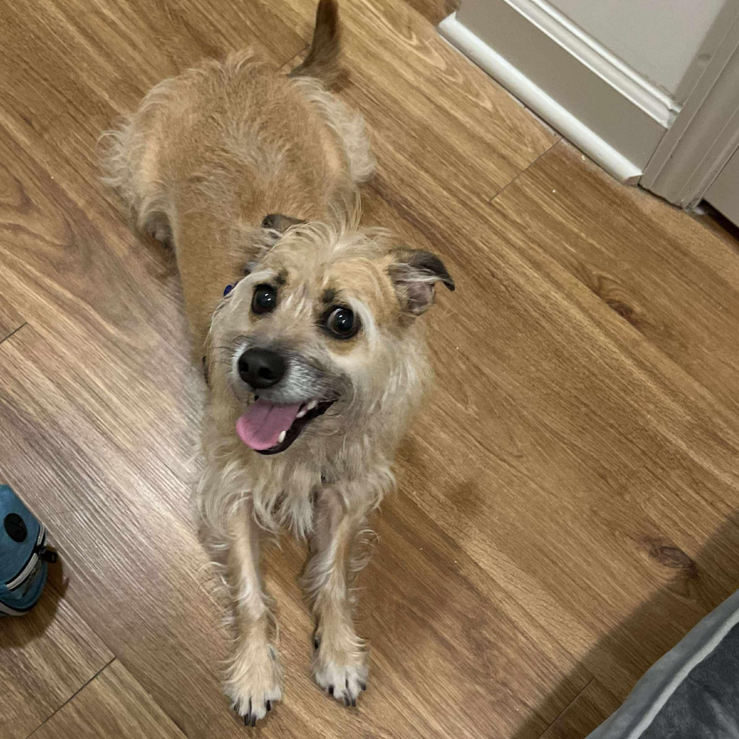 Harley, an adoptable Terrier in Raleigh, NC, 27609 | Photo Image 5