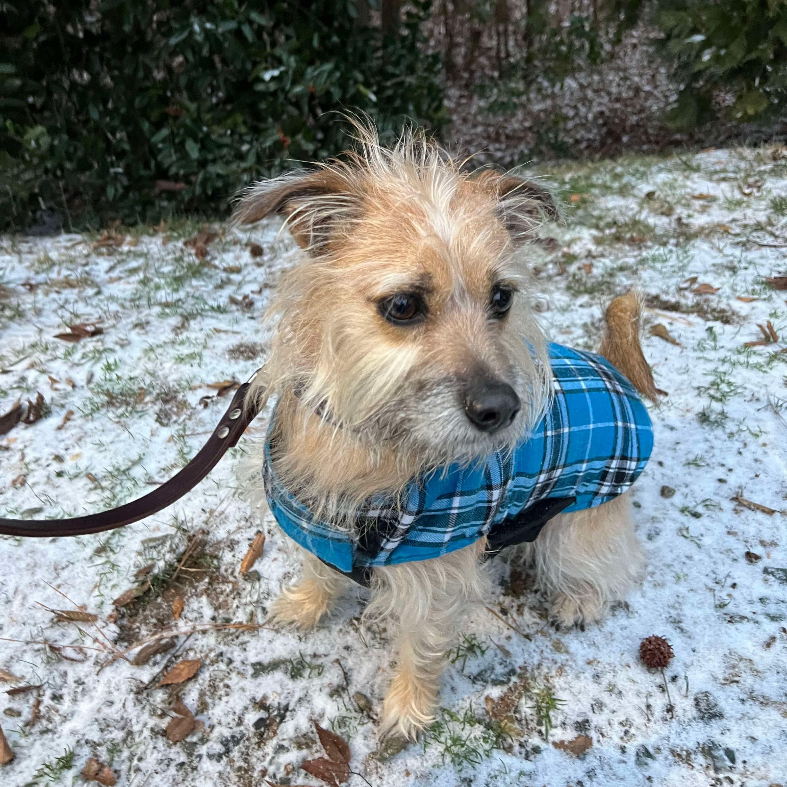 Harley, an adoptable Terrier in Raleigh, NC, 27609 | Photo Image 7