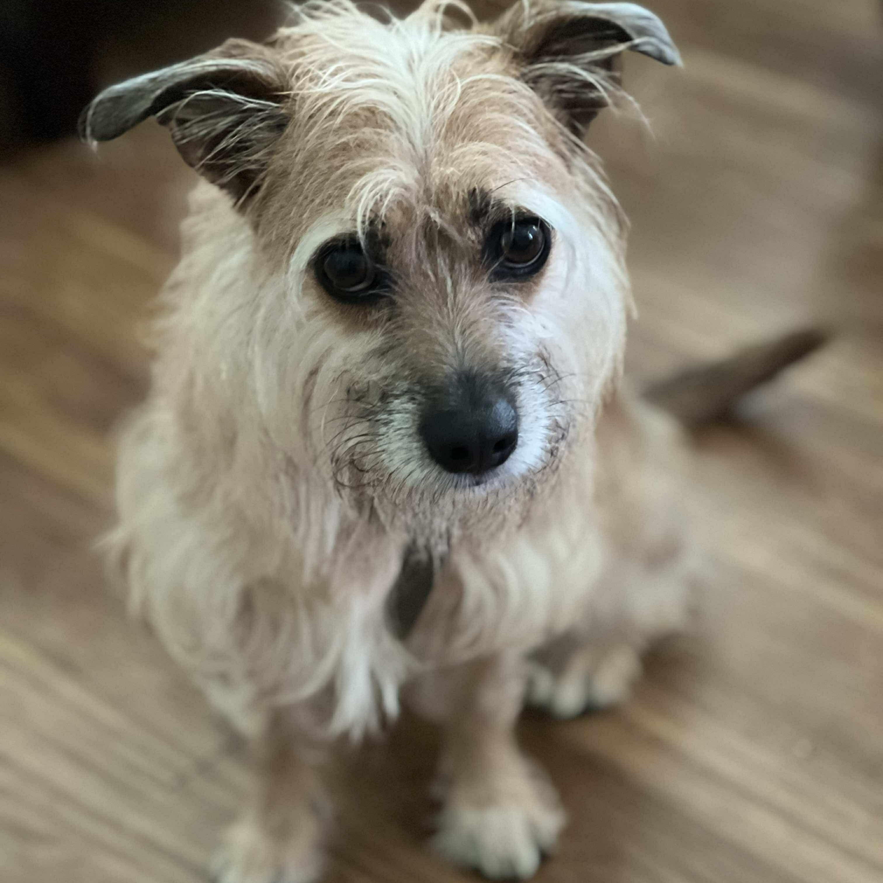 Harley, an adoptable Terrier in Raleigh, NC, 27609 | Photo Image 1