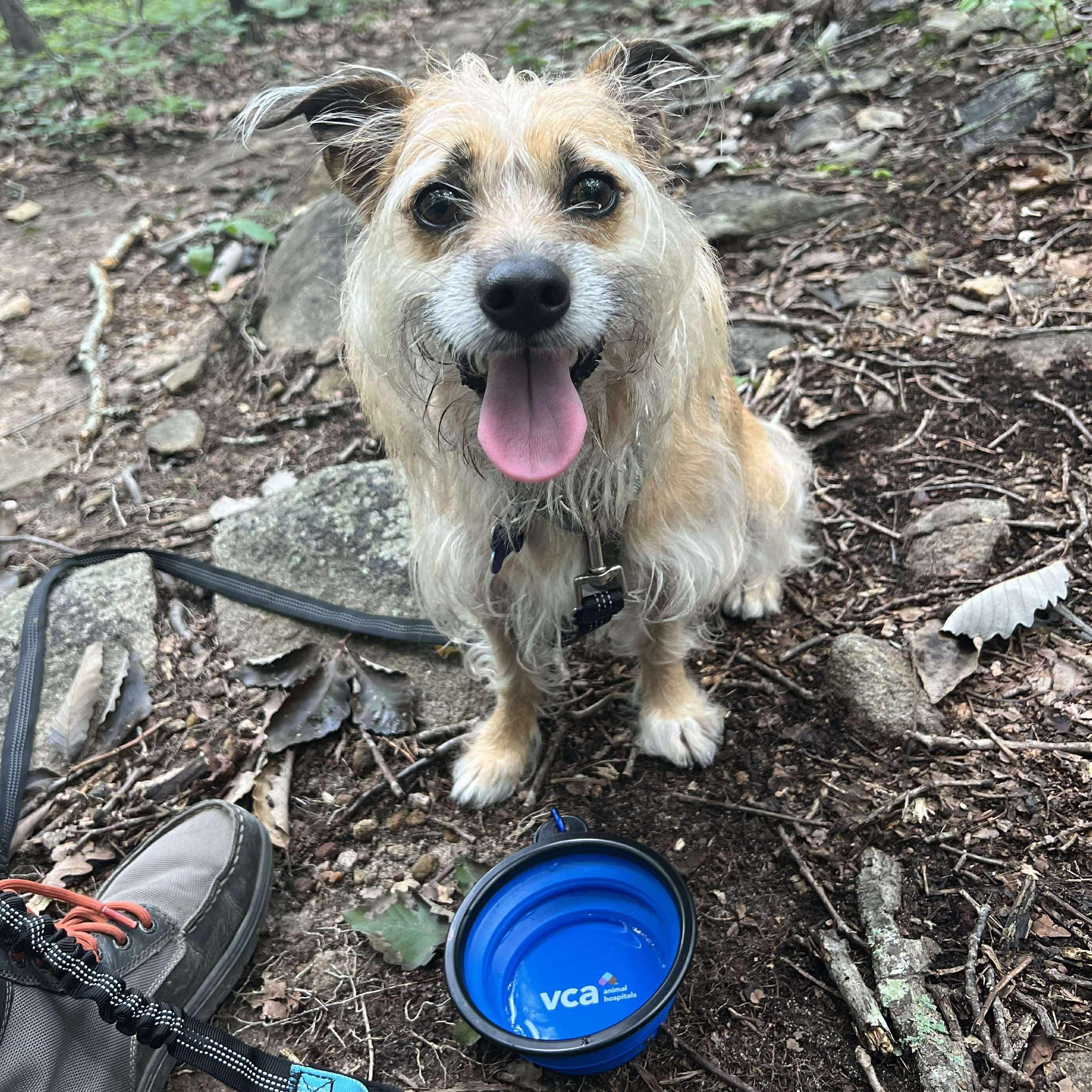 Harley, an adoptable Terrier in Raleigh, NC, 27609 | Photo Image 1