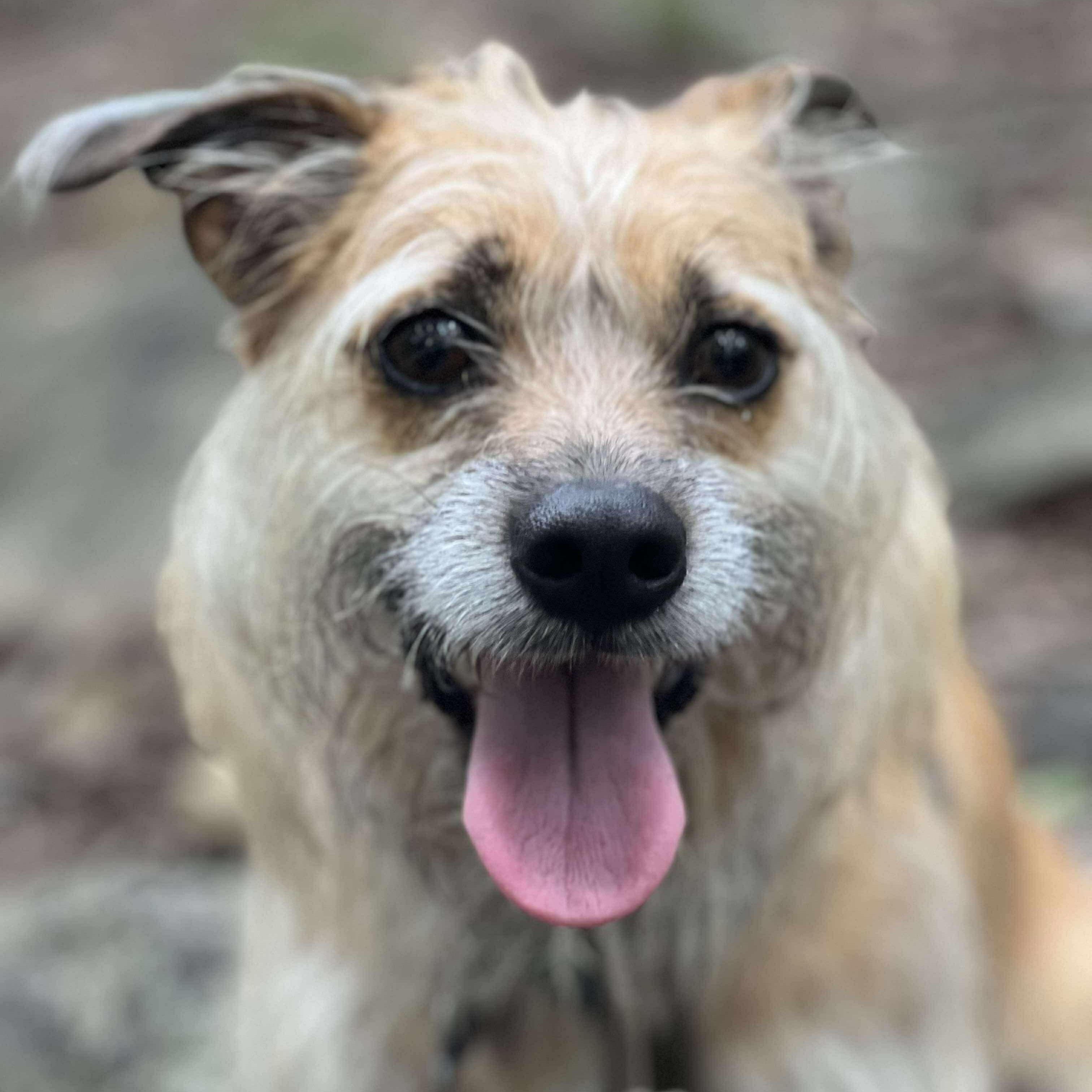 Harley, an adoptable Terrier in Raleigh, NC, 27609 | Photo Image 2