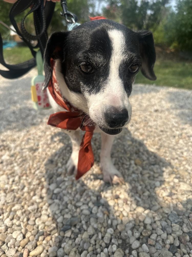 Melissa, Adoptable, Senior Female Chihuahua & Dachshund.