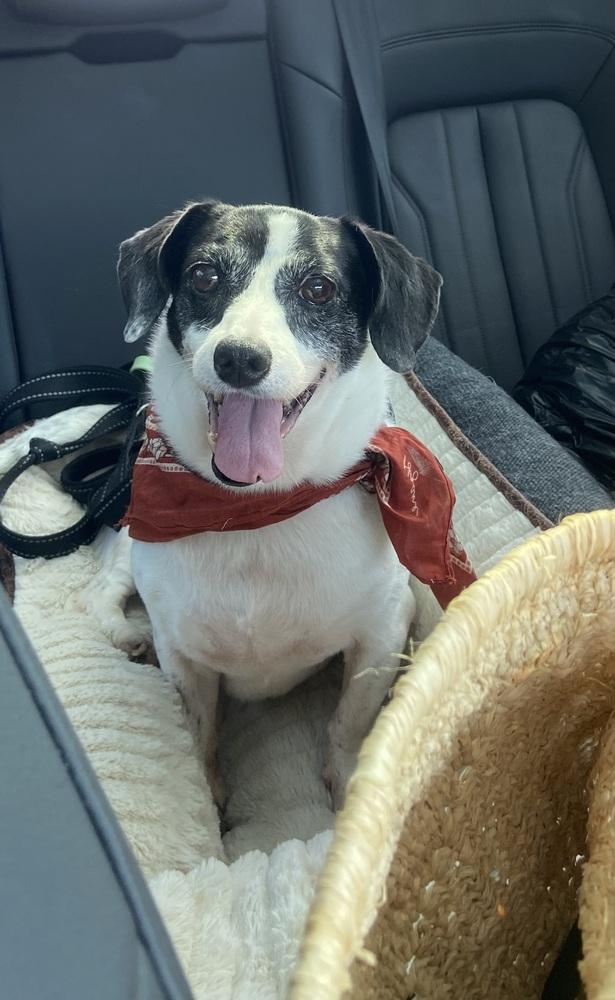 Melissa, a Adoptable mixed breed in Manhattan, NY image 2/3