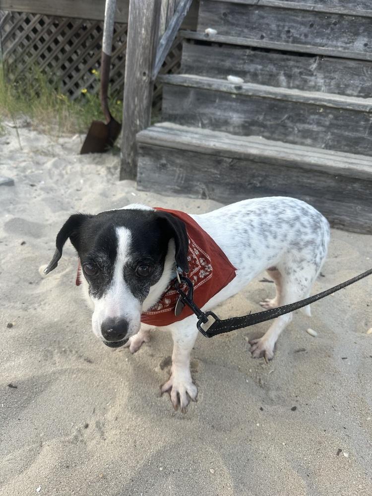 Melissa, a Adoptable mixed breed in Manhattan, NY image 3/3
