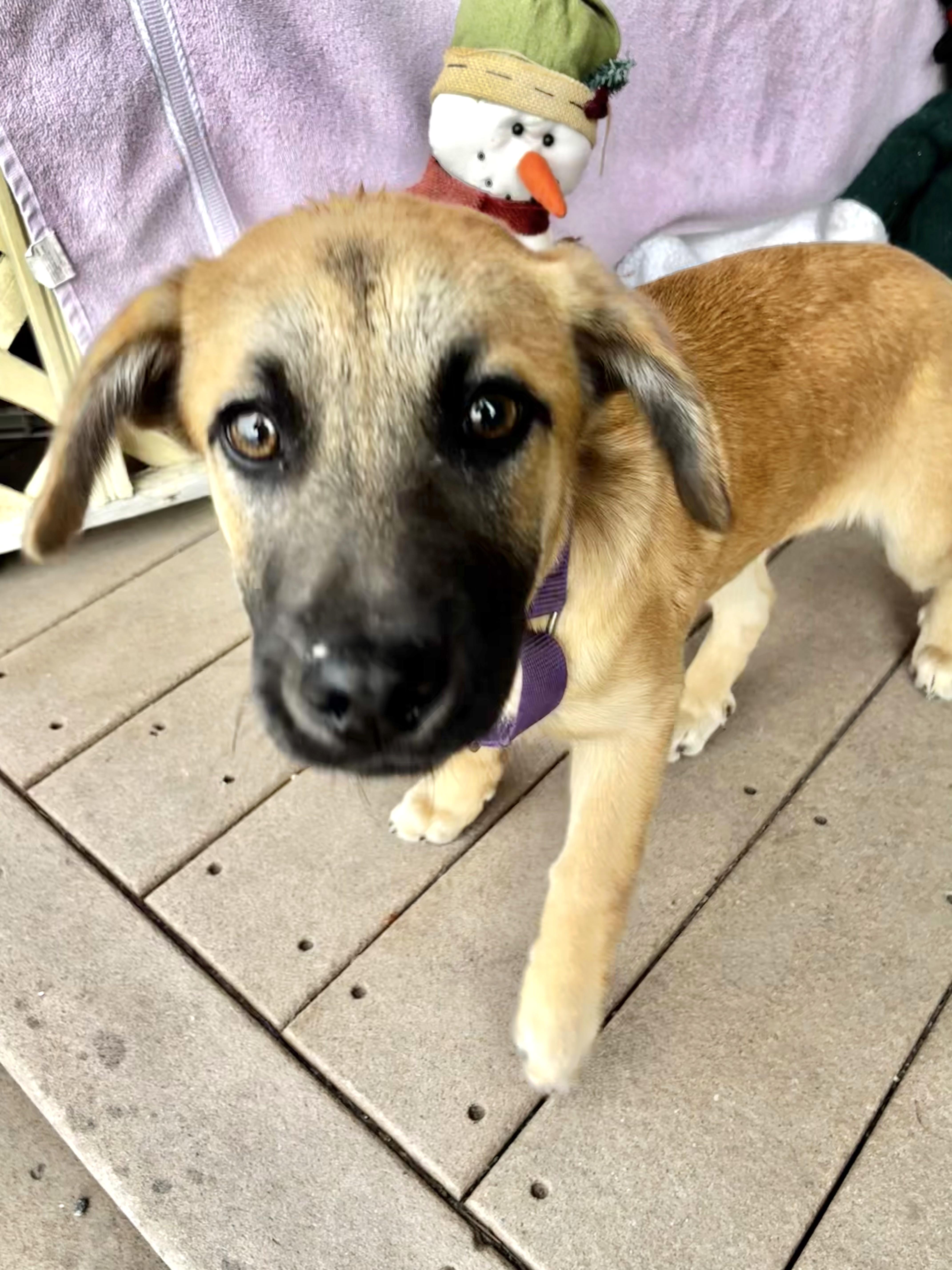 Enlarge Lovebug, a Adoptable mixed breed in West Chicago, IL image 3/3