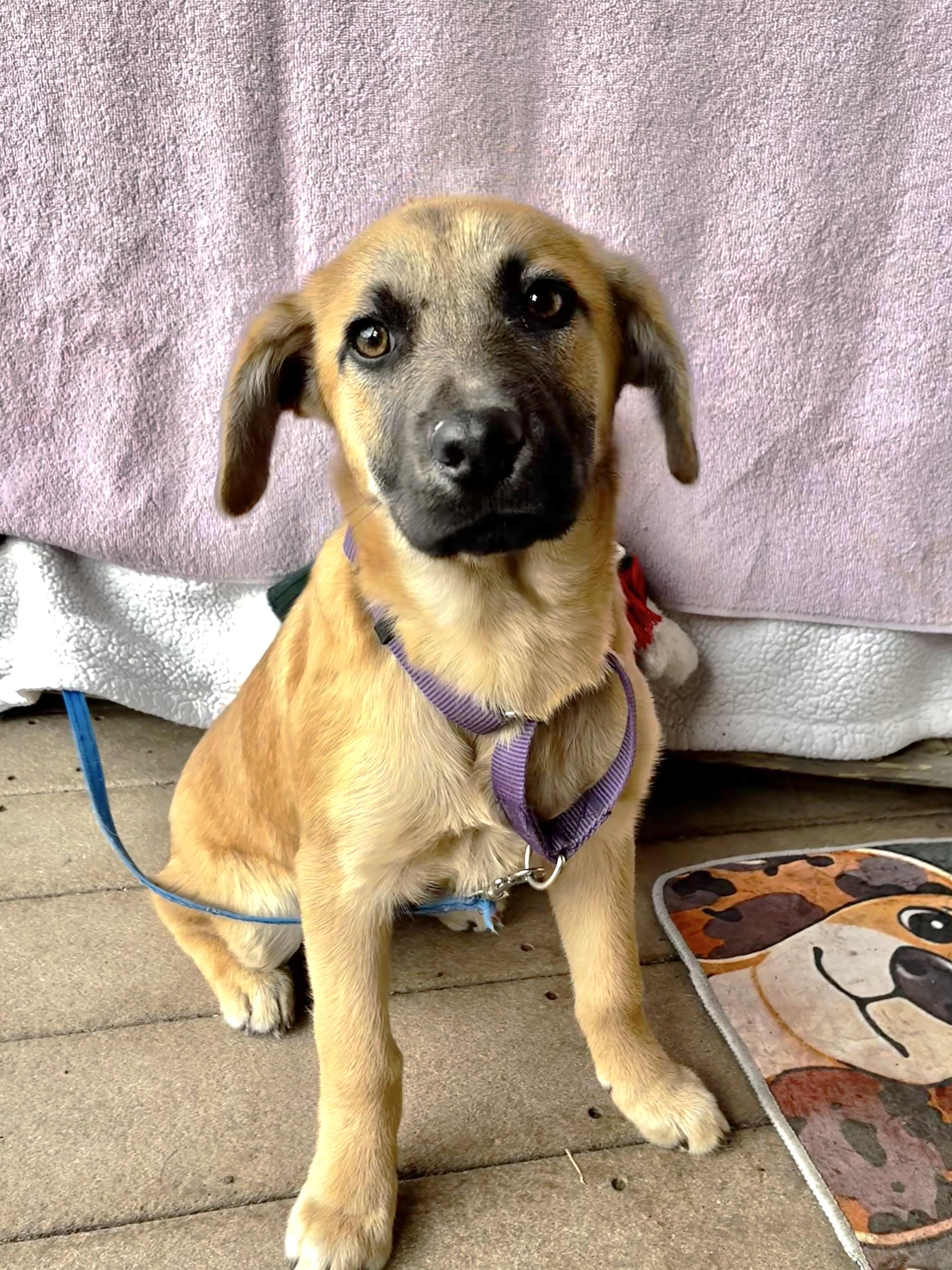 Enlarge Lovebug, a Adoptable mixed breed in West Chicago, IL image 2/3
