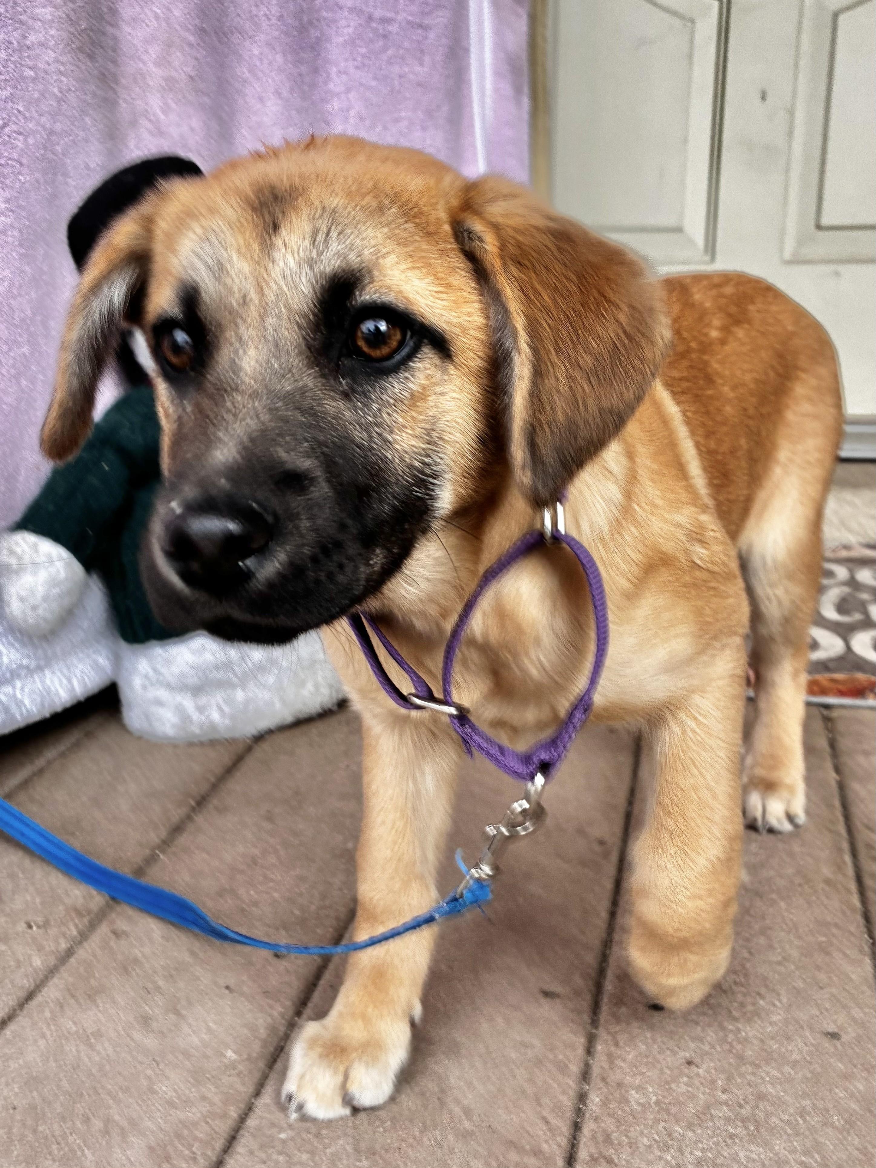 Lovebug, Adoptable, Puppy Female Shepherd.