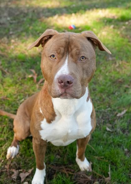 Enlarge Alfred 60522, a Adoptable mixed breed in Aiken, SC image 3/3
