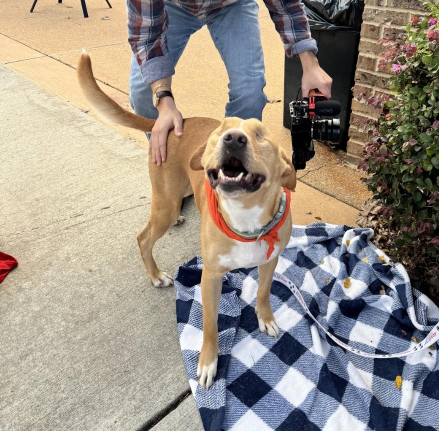 Charlie, a Adoptable Mixed Breed in Roswell, GA image 3/5