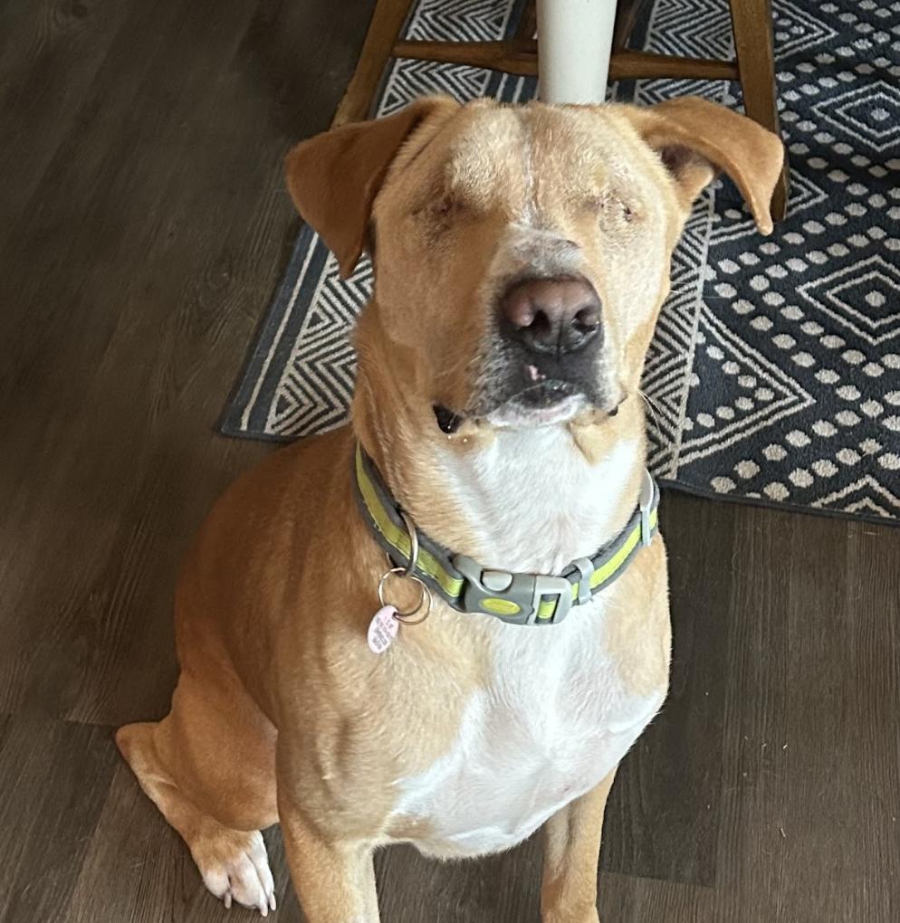 Charlie, a Adoptable Mixed Breed in Roswell, GA image 1/5