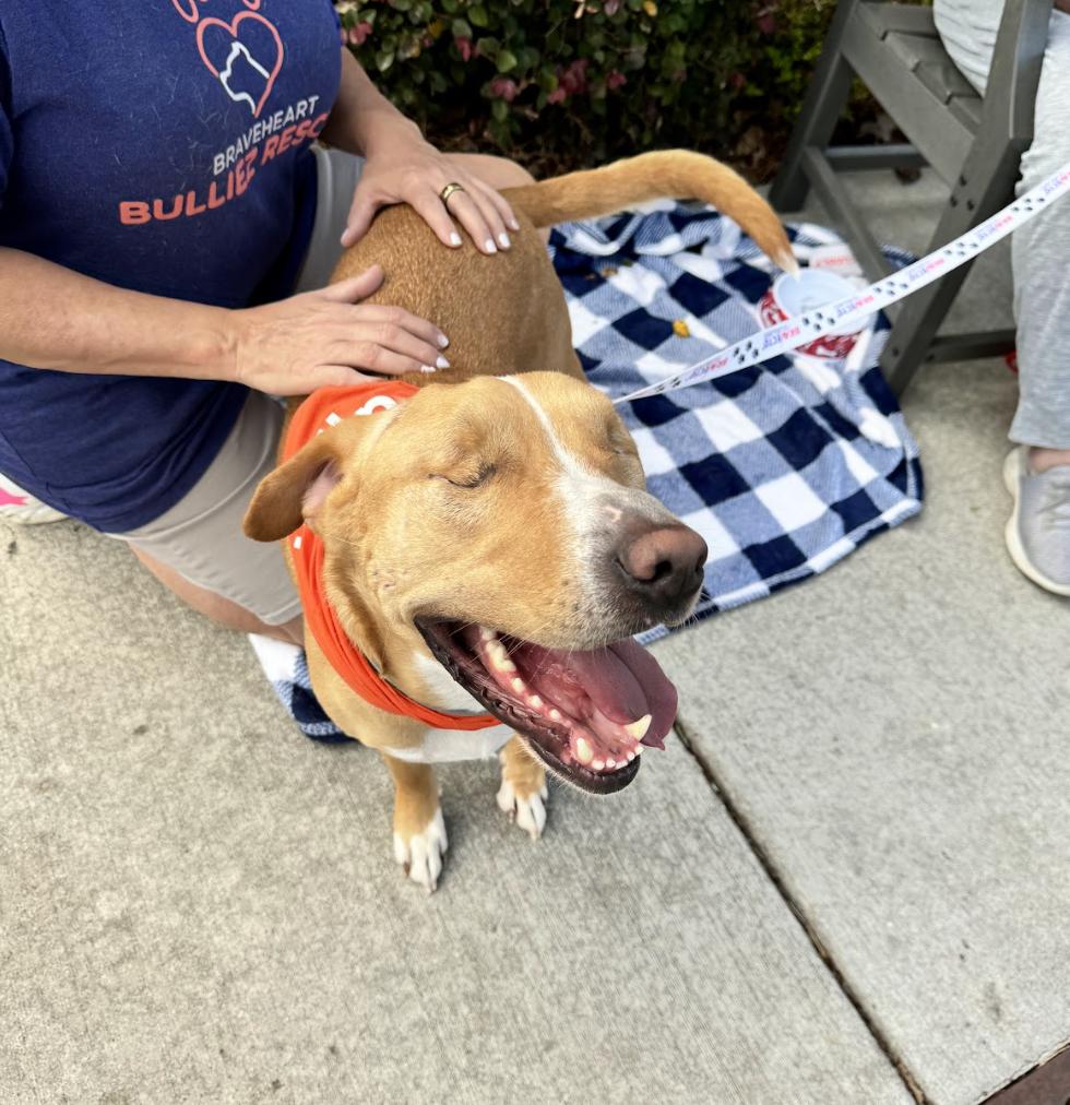 Charlie, a Adoptable Mixed Breed in Roswell, GA image 2/5