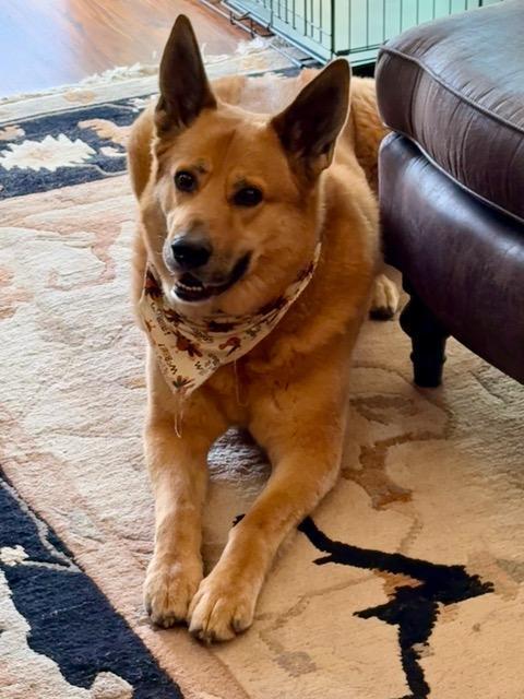 Charlie, ADOPTABLE, Senior Male Mixed Breed.