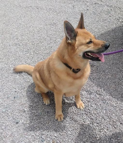 Enlarge Charlie, a ADOPTABLE Mixed Breed in Mayer, AZ image 3/3