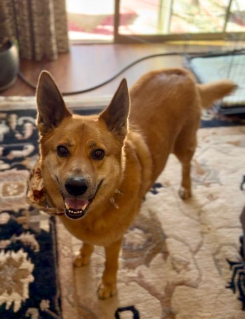 Enlarge Charlie, a ADOPTABLE Mixed Breed in Mayer, AZ image 2/3