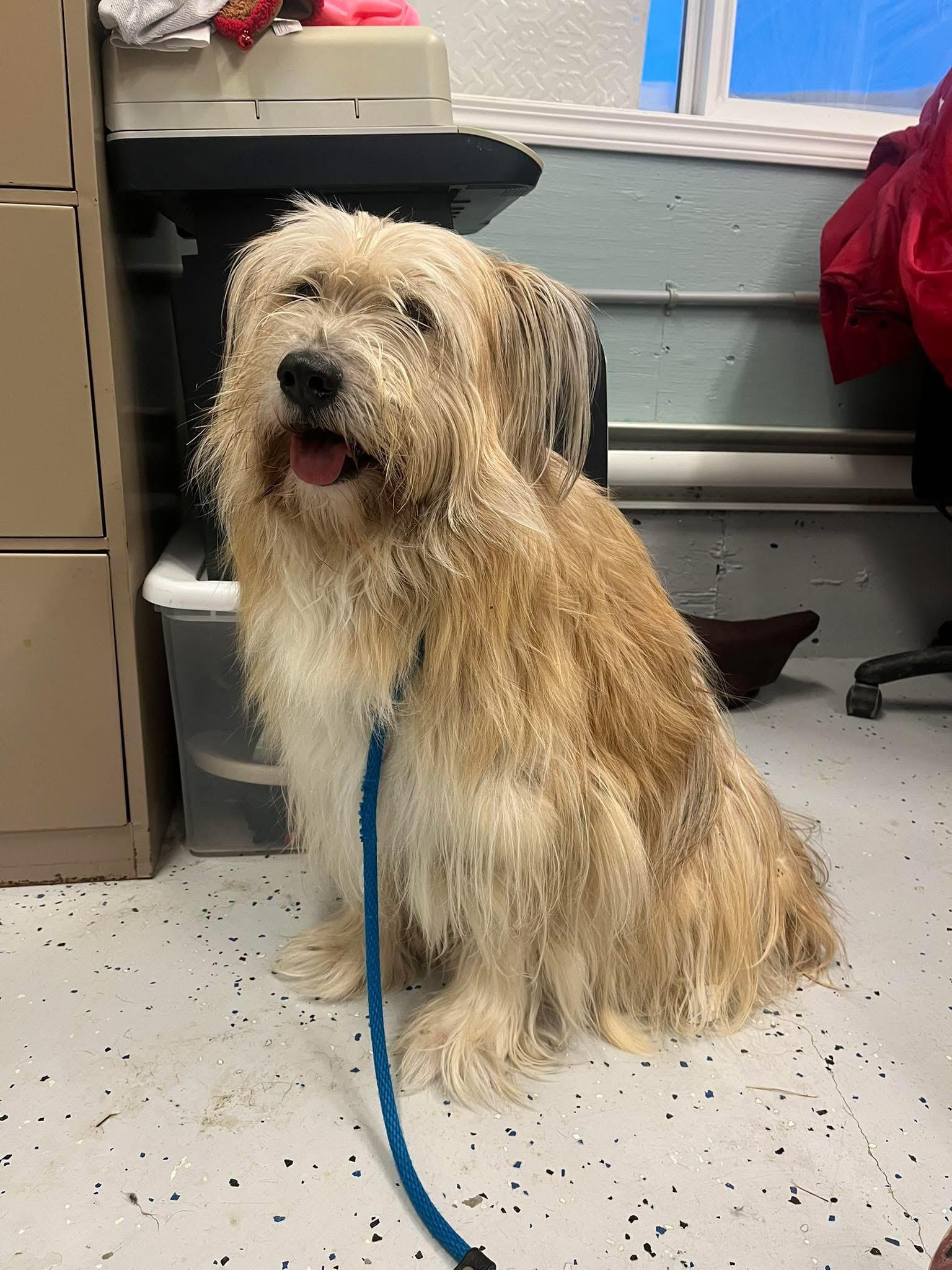 Enlarge Koda, a ADOPTABLE mixed breed in Humboldt , SK image 1/1