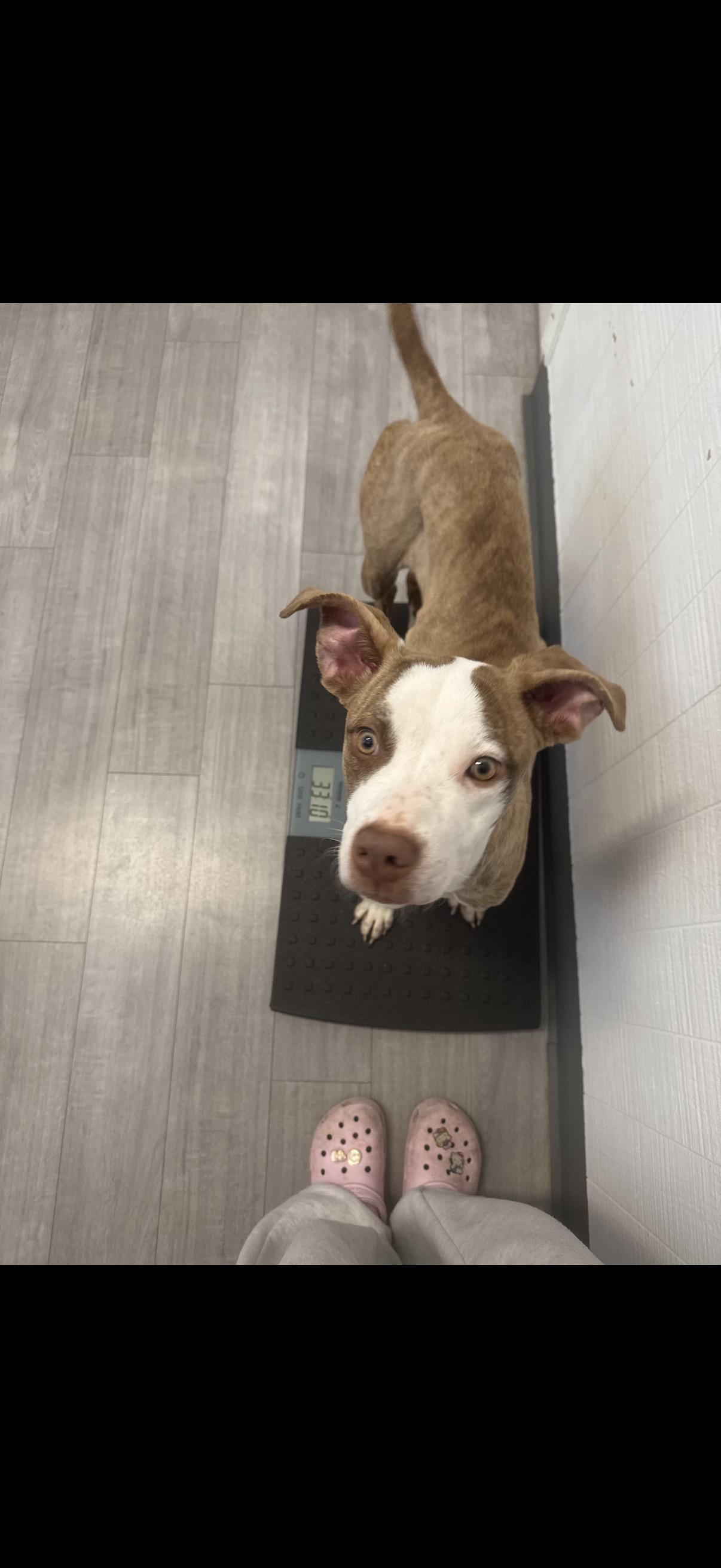 Canel, Adoptable, Puppy Female American Staffordshire Terrier & Pit Bull Terrier.