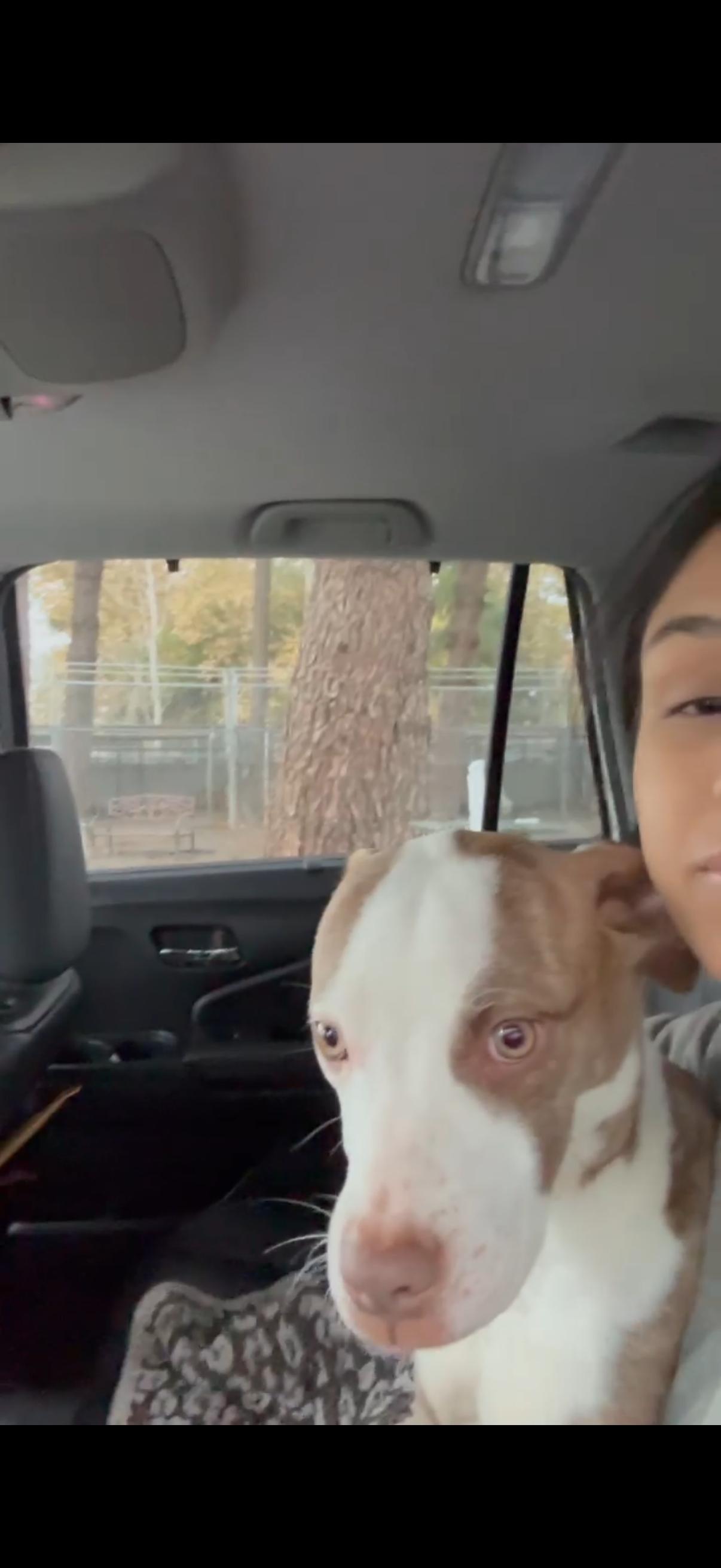 Canel, Adoptable, Puppy Female American Staffordshire Terrier & Pit Bull Terrier.