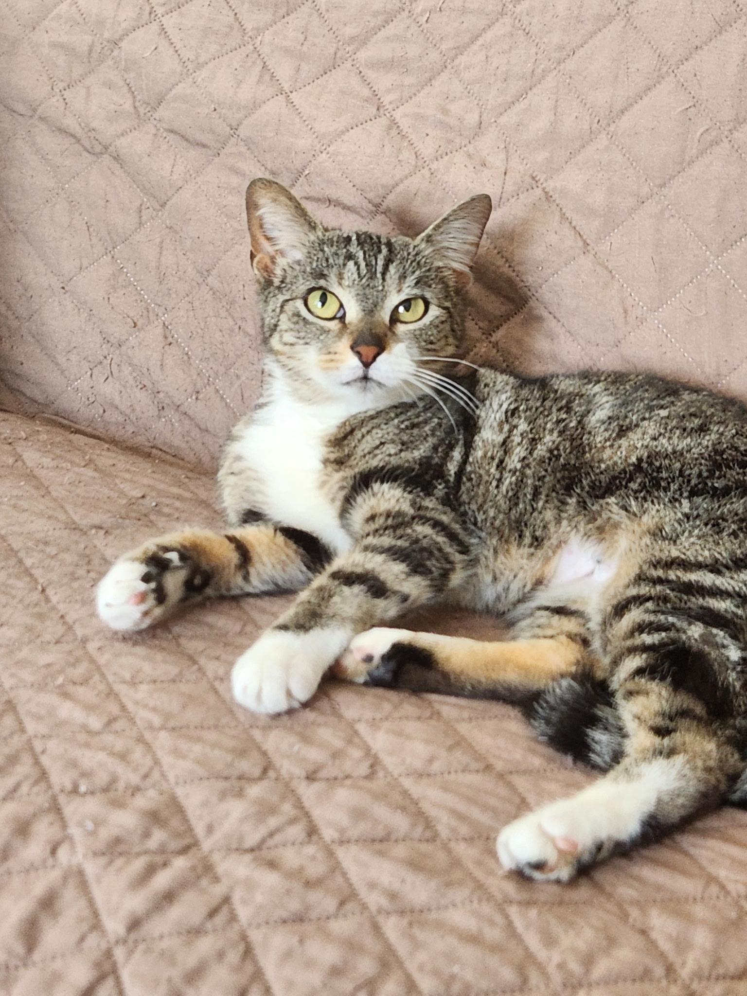 Sally, adopted, Young Female Domestic Short Hair.