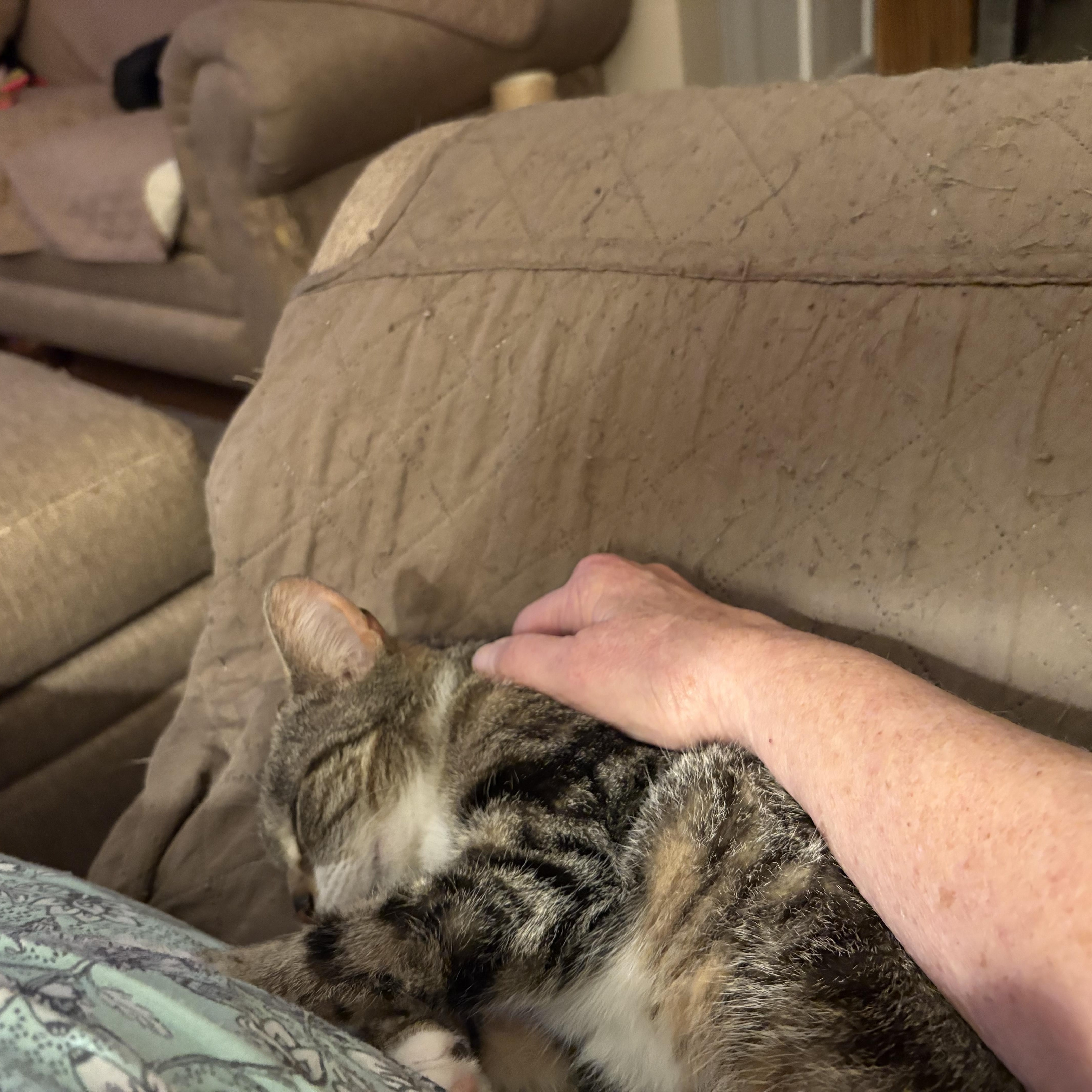 Sally, an adopted Domestic Short Hair in Cleveland, OH image 5/6