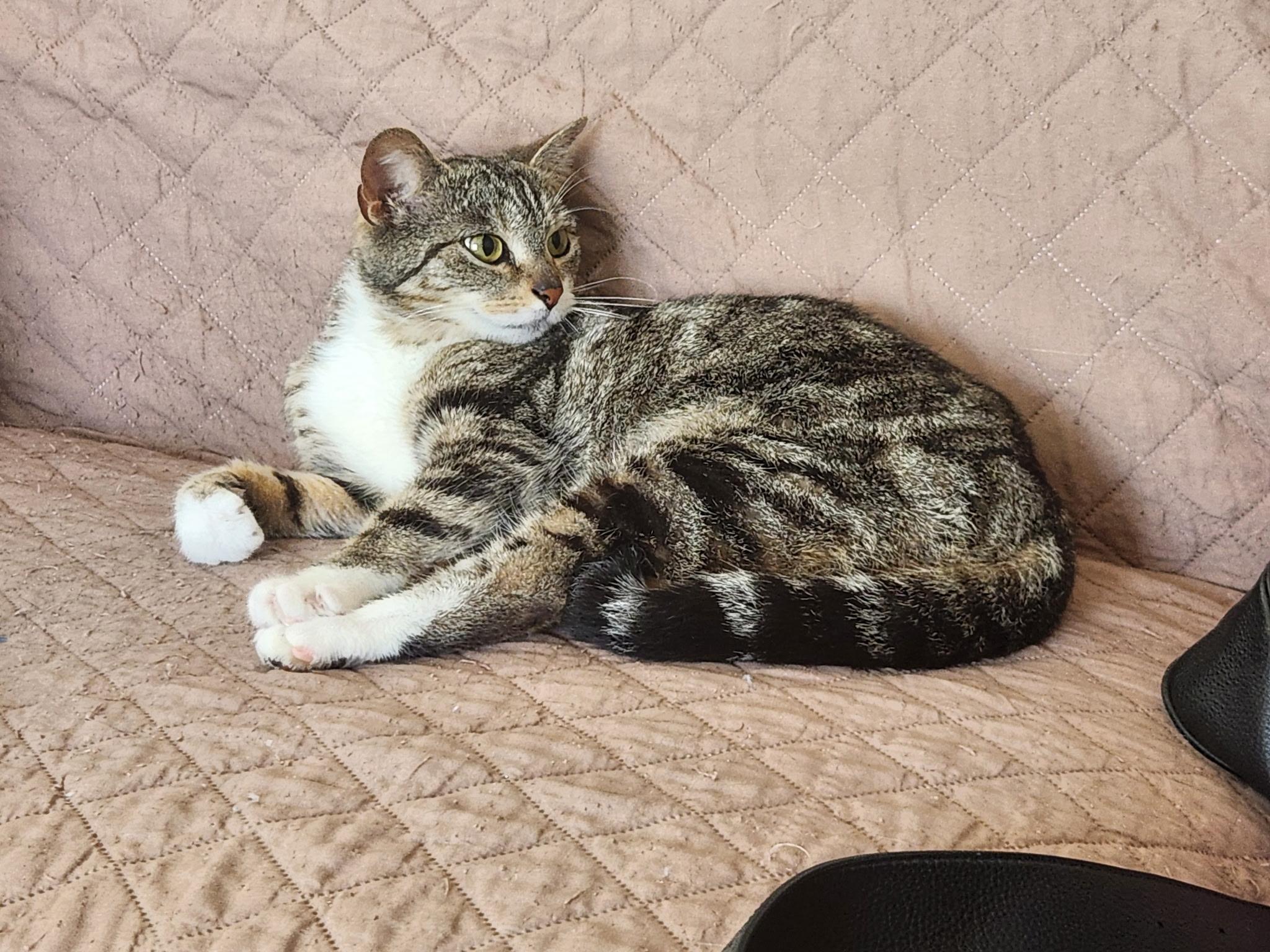 Sally, an adopted Domestic Short Hair in Cleveland, OH image 6/6