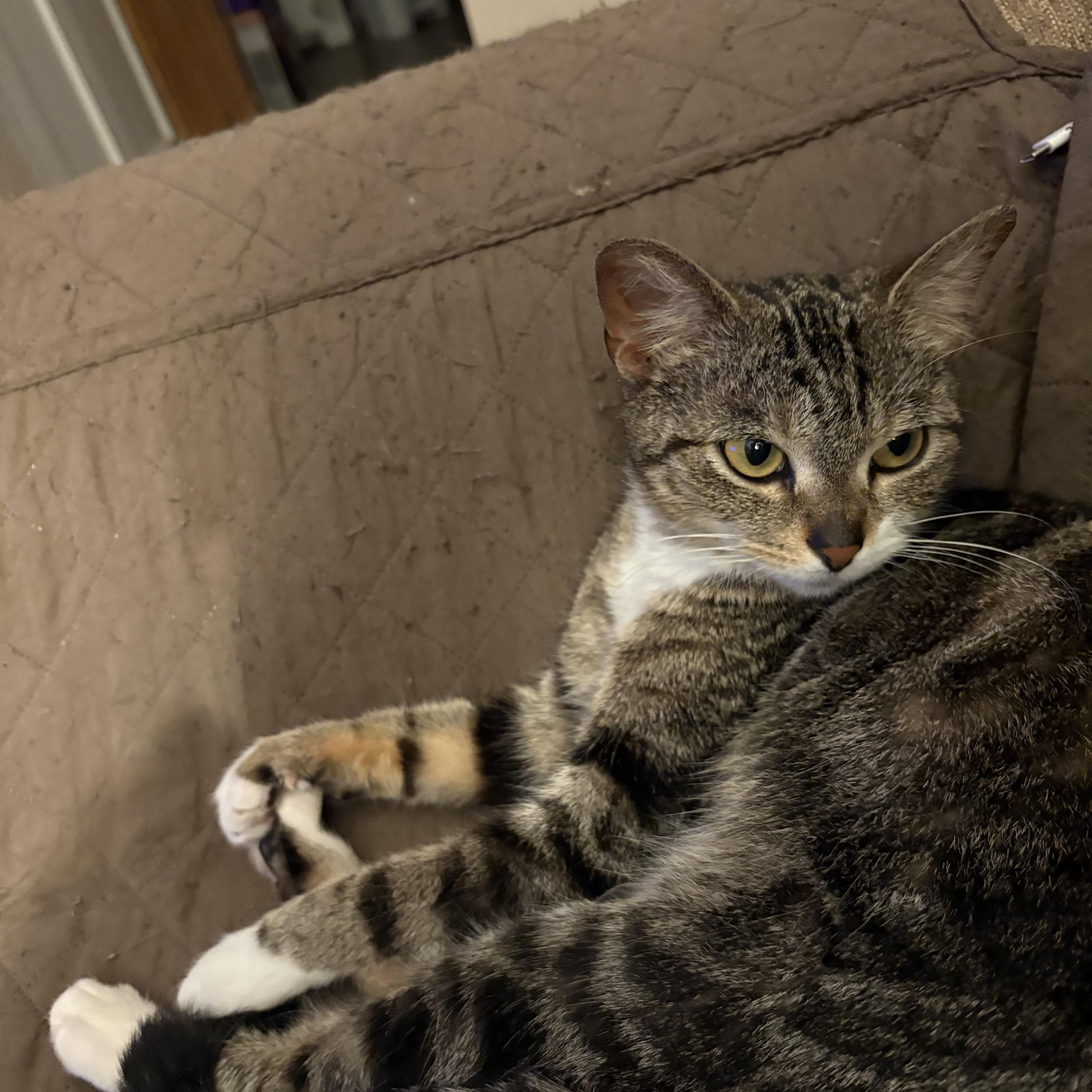 Sally, an adopted Domestic Short Hair in Cleveland, OH image 2/6